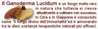 /album/cos%27%c3%a8-il-ganoderma-/a532075-444817432243726-1385610155-n-jpg/